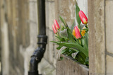  A8V9119 Window Flower Display